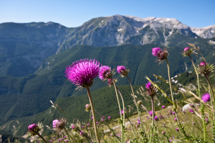 Negli alti prati della Majelletta.